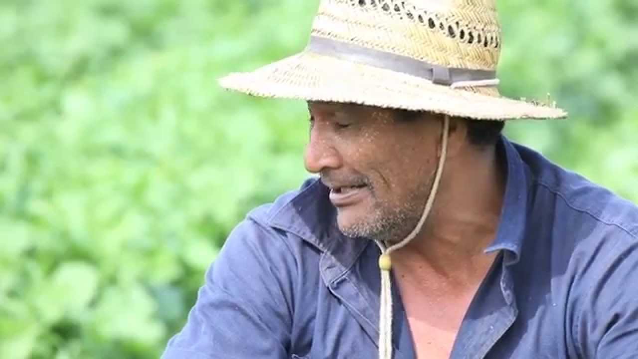 Maori TV, Native Affairs, Puha Patch, Lockeyer Valley QLD