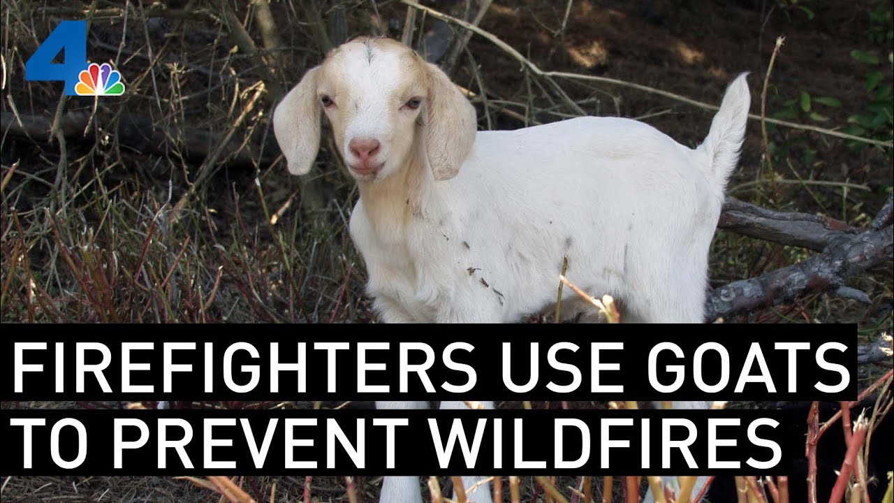 Hungry Goats Are on the Front Lines of Wildfire Prevention in Southern California | NBCLA