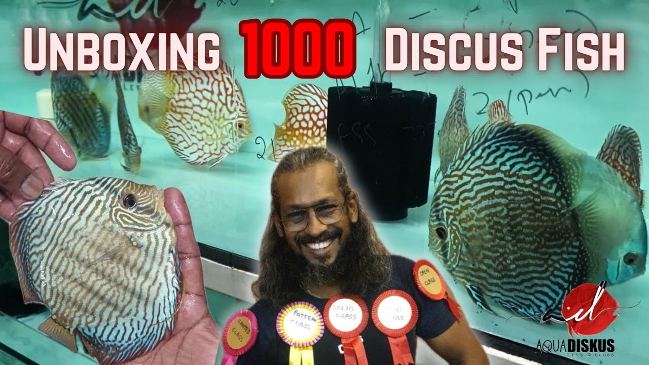 Unboxing 1000 IP Discus Fish With Anil D'souza at AquaDiskus