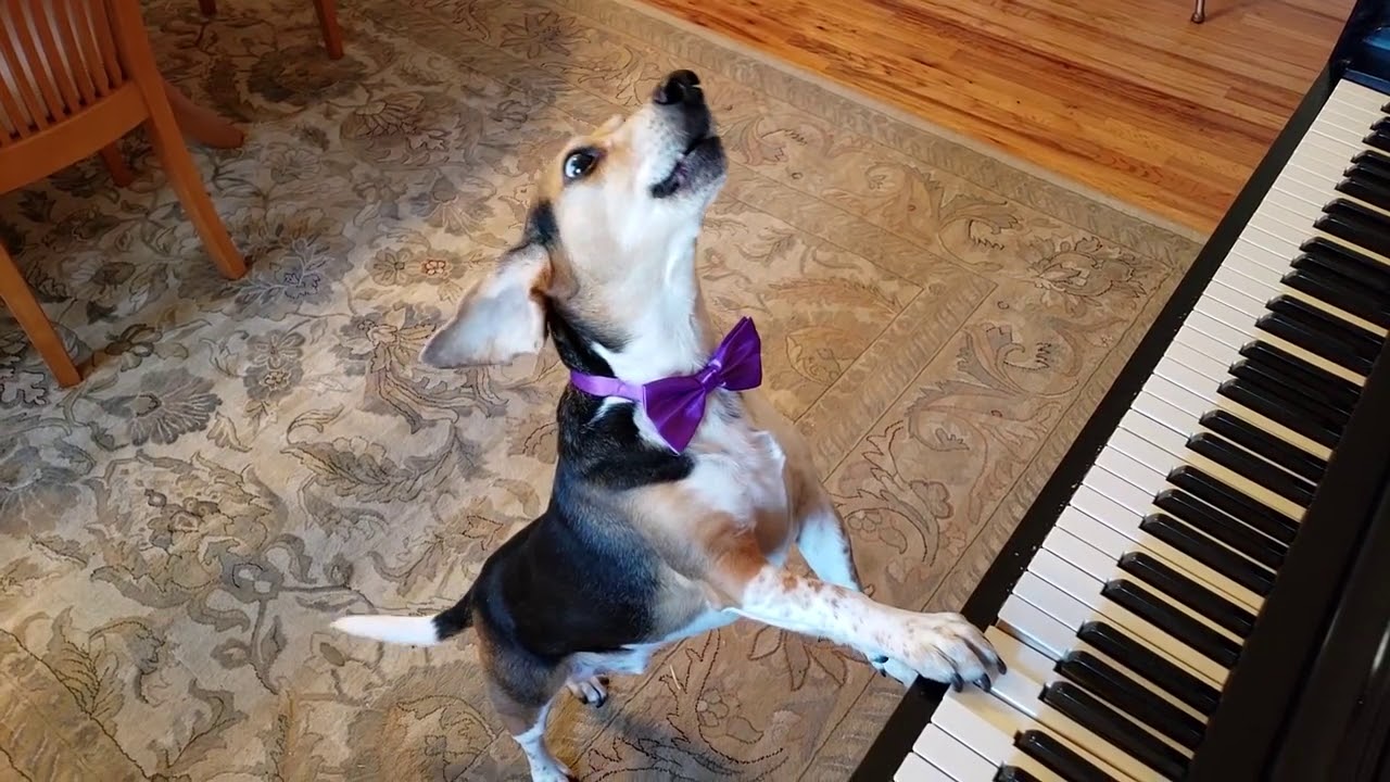 Guardate come questo cane talentuoso suona il piano e canta pure