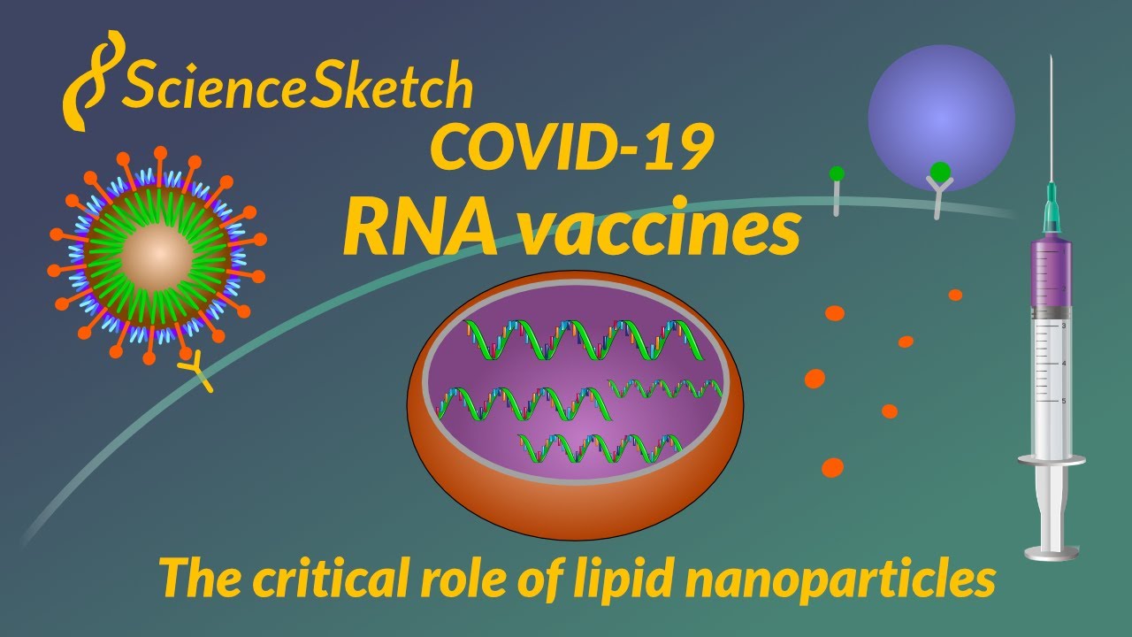 COVID-19 RNA vaccines and the critical role of lipid nanoparticles