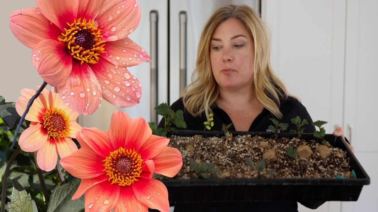 Make More Dahlias 🌿 How to take dahlia cuttings