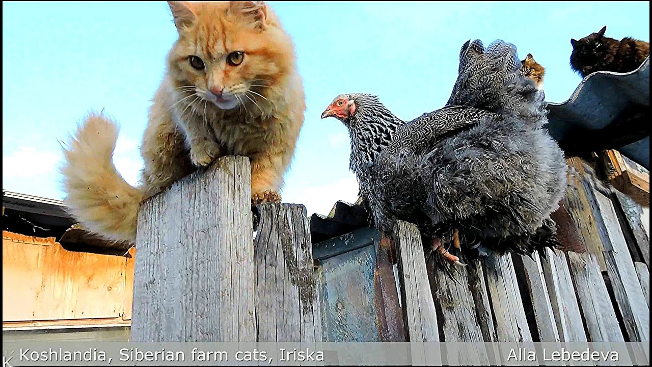 Сhicken Brahma Dark  talking to a Cat Курочка  Брама Тёмная  разговаривает с Кошкой