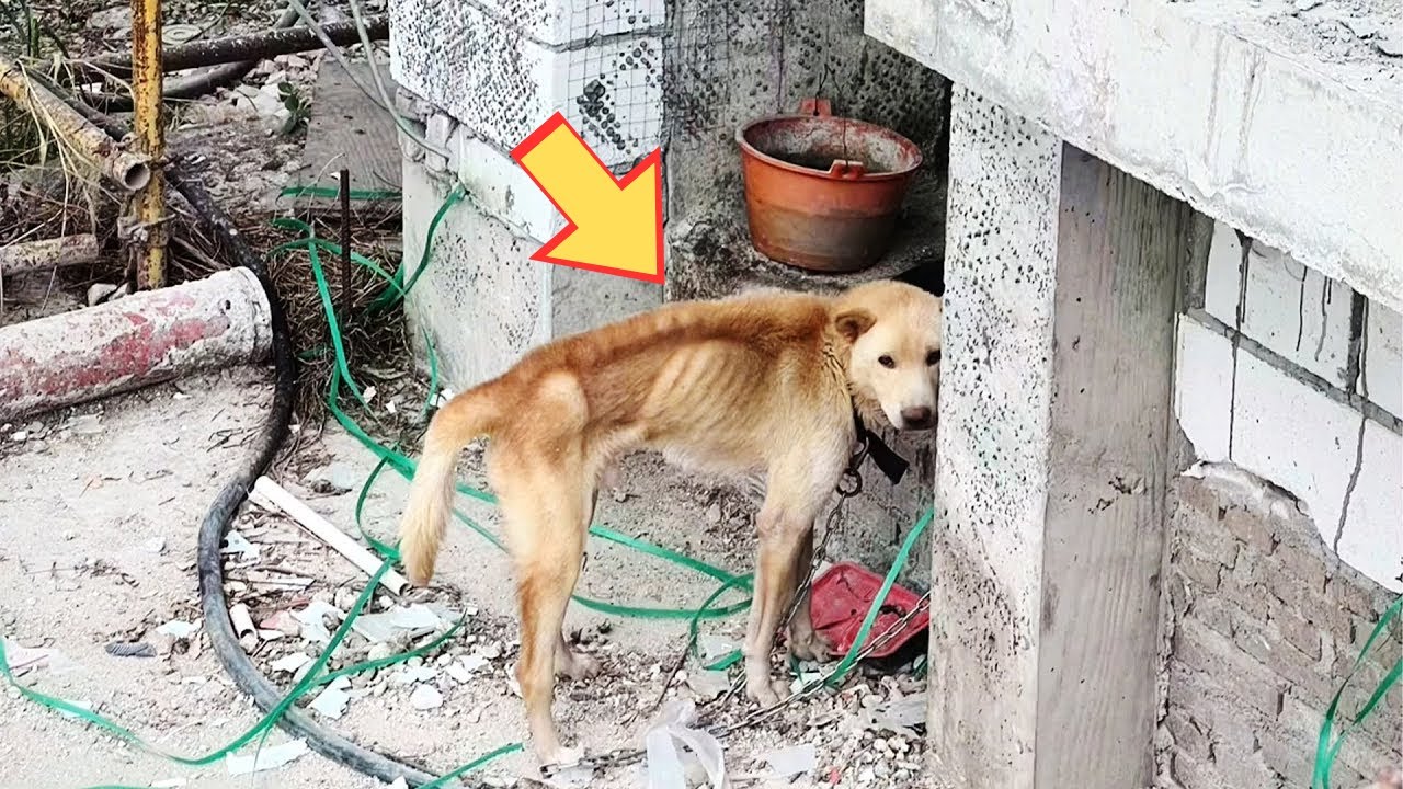 Angeketteter Hund v&ouml;llig vergessen, in verlassenem Geb&auml;ude gefangen, abgemagert