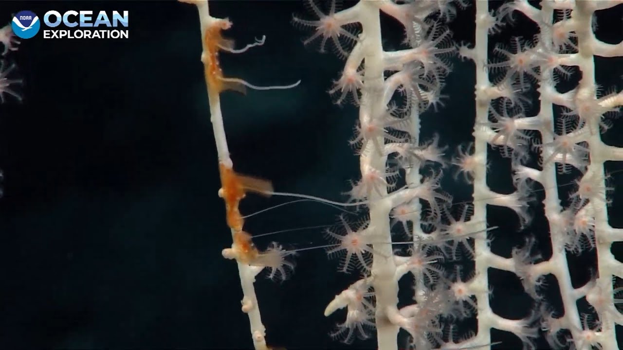 EX2503 Dive 14 Unnamed Seamount 05 South of Hōlanikū Apr 27 2025