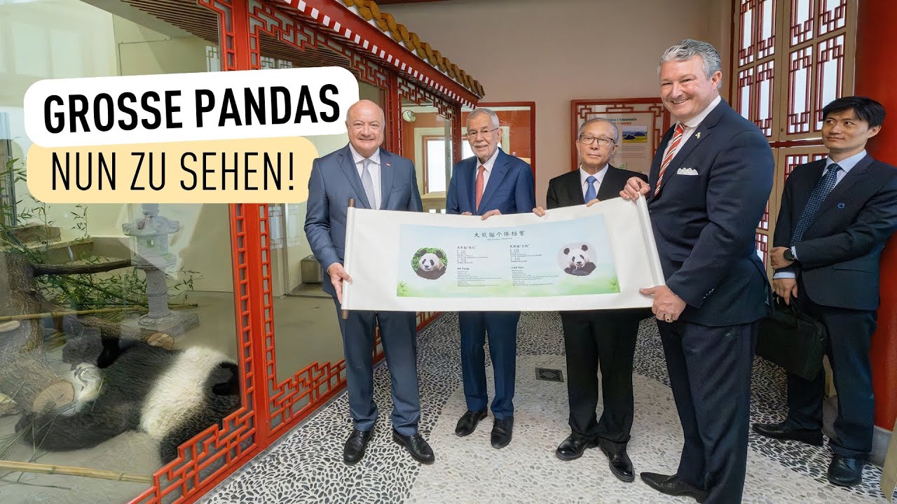 Willkommenszeremonie für Pandas I Tiergarten Schönbrunn