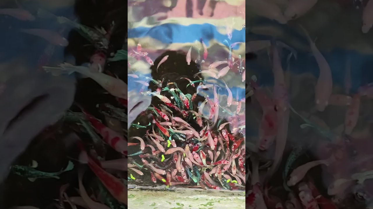 Hundreds of barongasai hmpk betta fish growing together 💛💛❤️💛❤️💛❤️💛❤️💛❤️❤️💛❤️💛❤️💛❤️💛❤️💛❤️💛