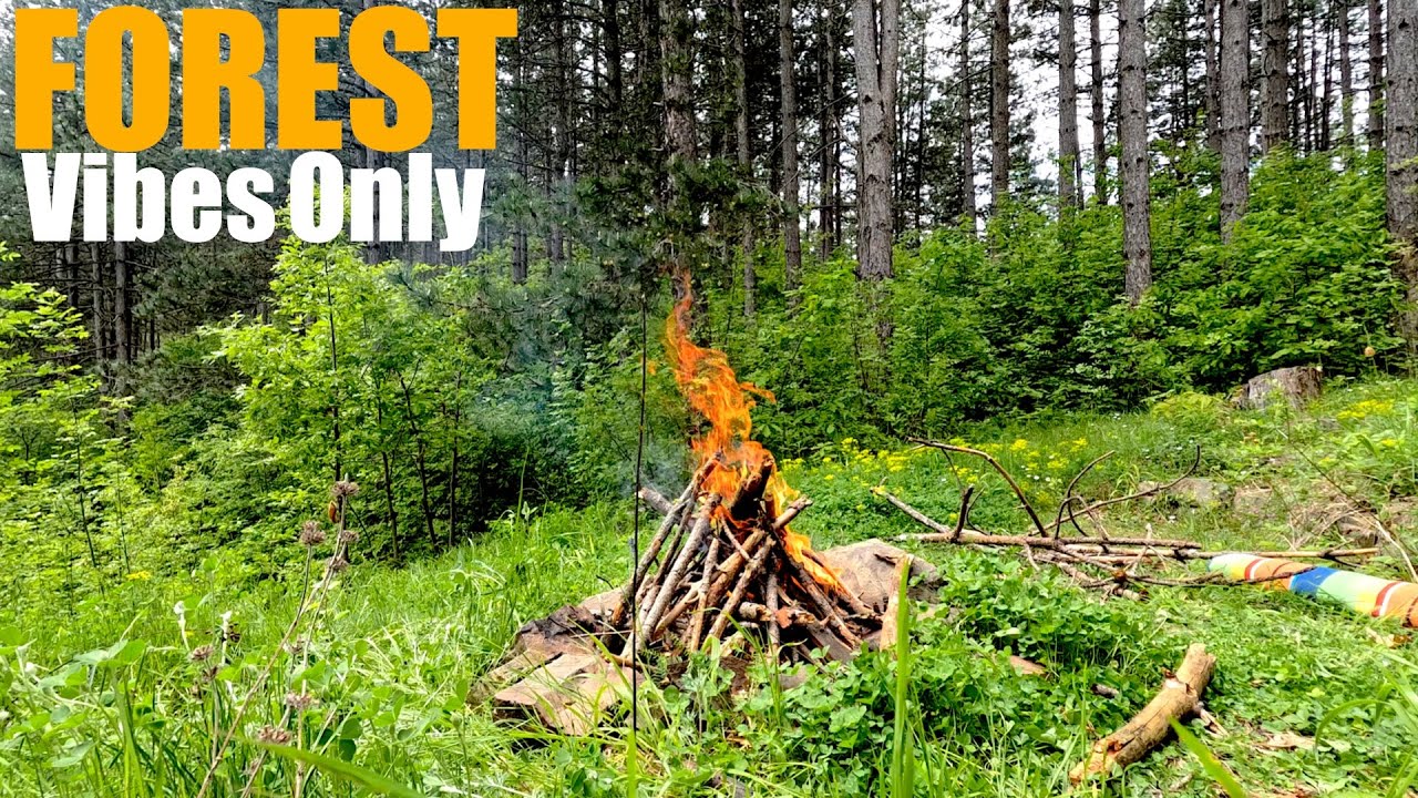 Forest Vibes Only | No Talking, Just Nature