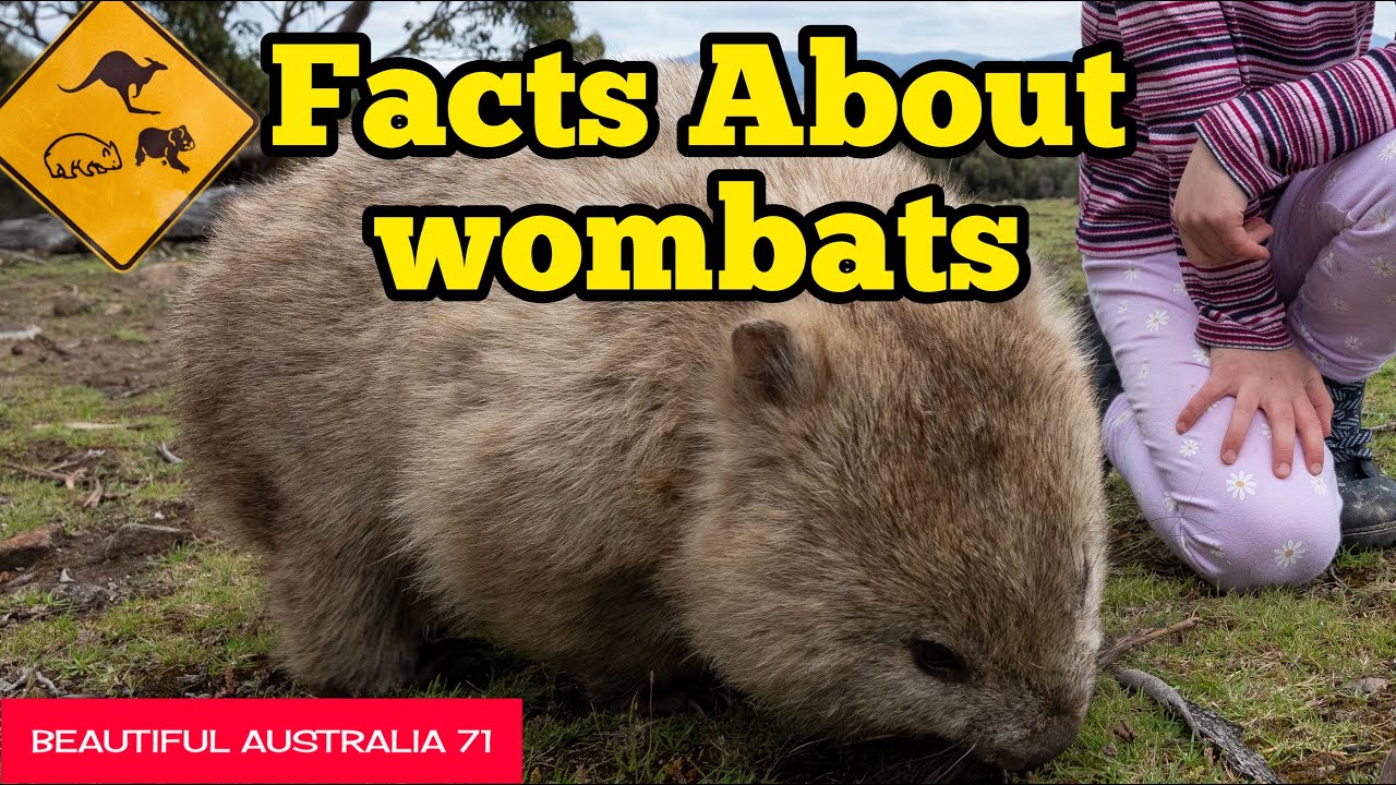 Wombat Facts &ndash; The Amazing Bulldozers of Australia!