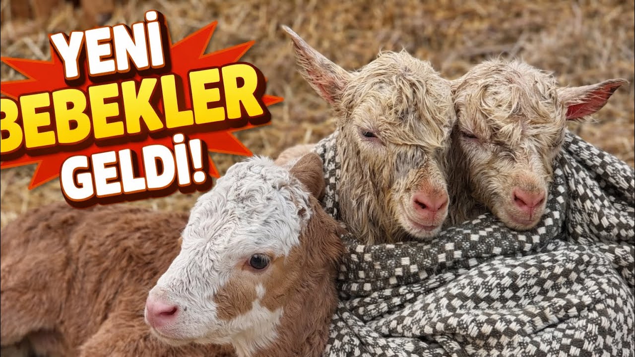 YENİ BUZAĞI DOĞDU VE İKİZ OĞLAK SÜPRİZİ