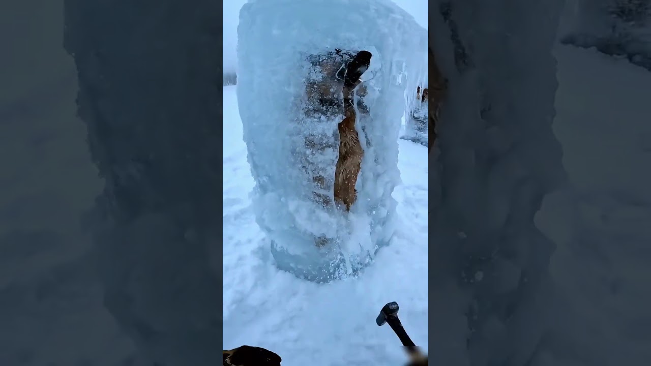 Frozen in Silence: Hyper-Realistic Dog Rescue Trapped in Ice