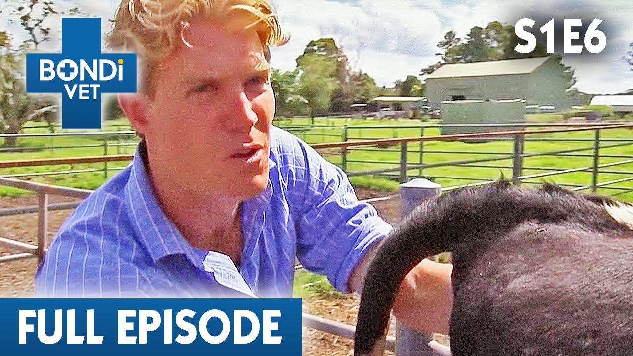 Hands-On Cow Birth Gets Messy 🐮🤢 | Bondi Vet Season 1 Ep6 | Bondi Vet Full Episodes | Bondi Vet