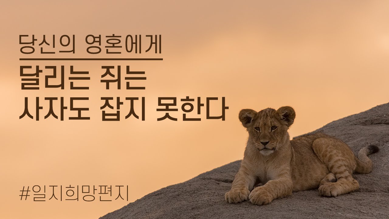 달리는 쥐는 사자도 잡지 못합니다 부정적인 생각과 감정에 자아가 먹히지 않도록 자신을 찾기 바랍니다