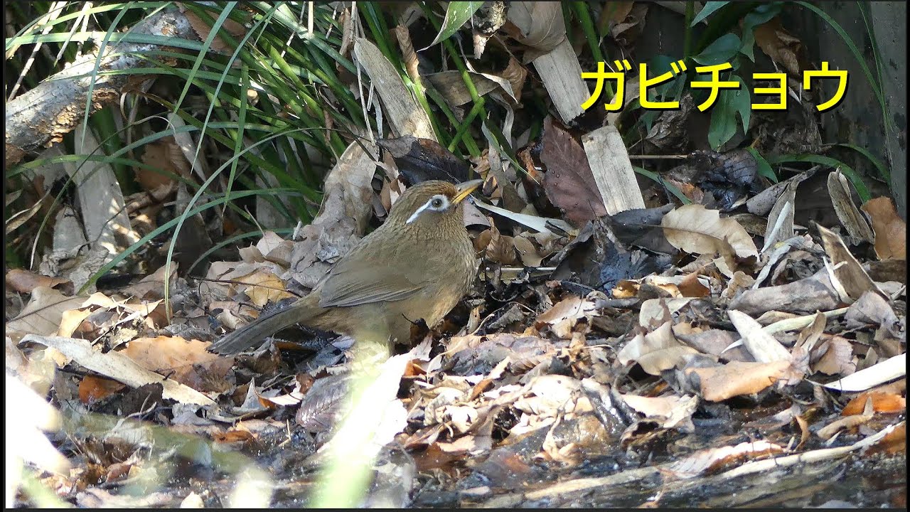 [4K]落ち葉の中で餌を探すガビチョウ／ＨＴ公園