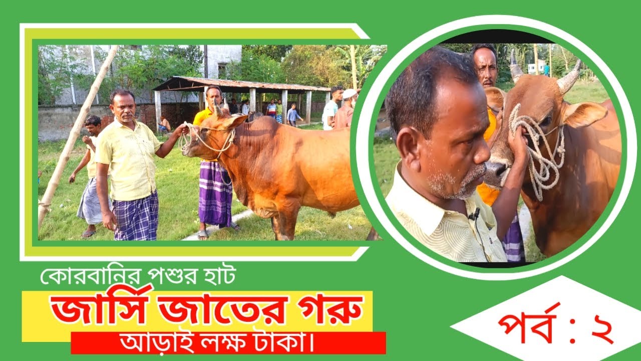 Sacrificial animal market | Jersey cattle | Kormanir Haat | কোরবানির পশুর হাট | জার্সি জাতের গরু