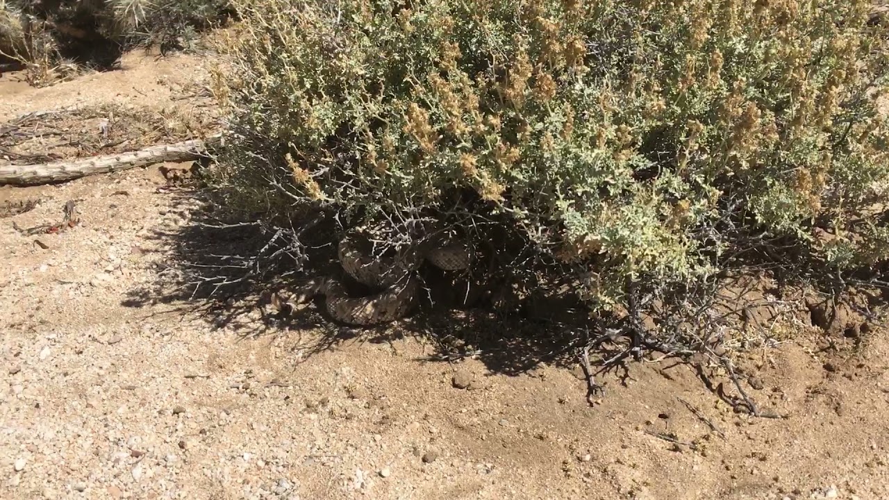 Cascabel de cuernitos (Crotalus cerastes), Mexicali, Baja California 2021 04 29