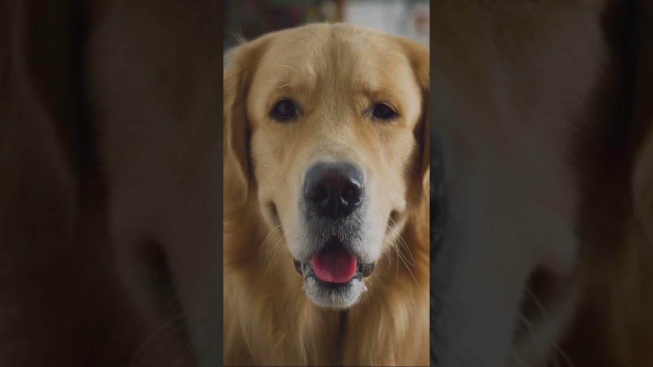 The Spiritual Guide  A Tale of a Help   #selfhelp  #animals #spiritual #mentalhealth