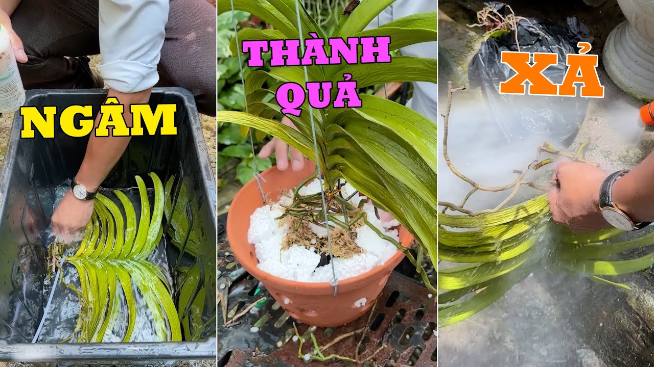 Lan bị Teo Tóp nặng Bí quyết xử lí Siêu Dễ tại nhà Phần 2 #hoalan