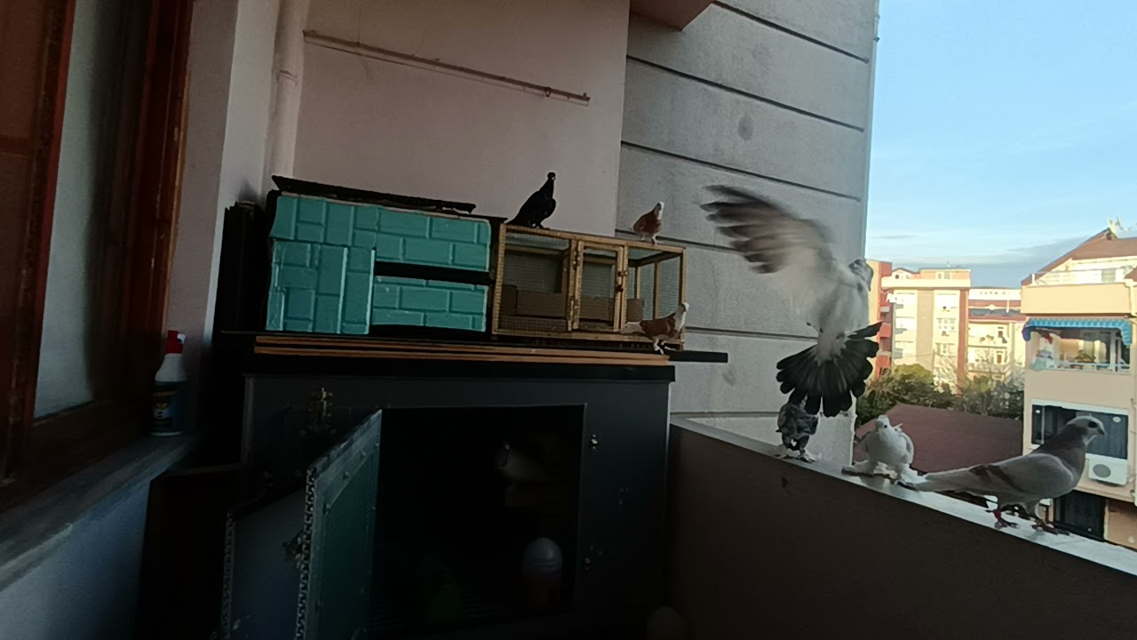 Balkonda güvercinlere askeri eğitim