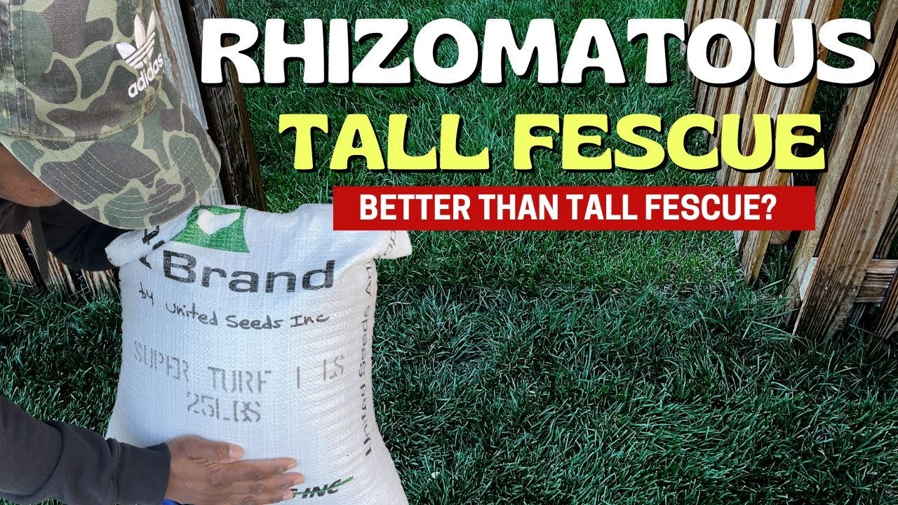 Rhizomatous Tall Fescue (RTF) - BETTER Than TTTF