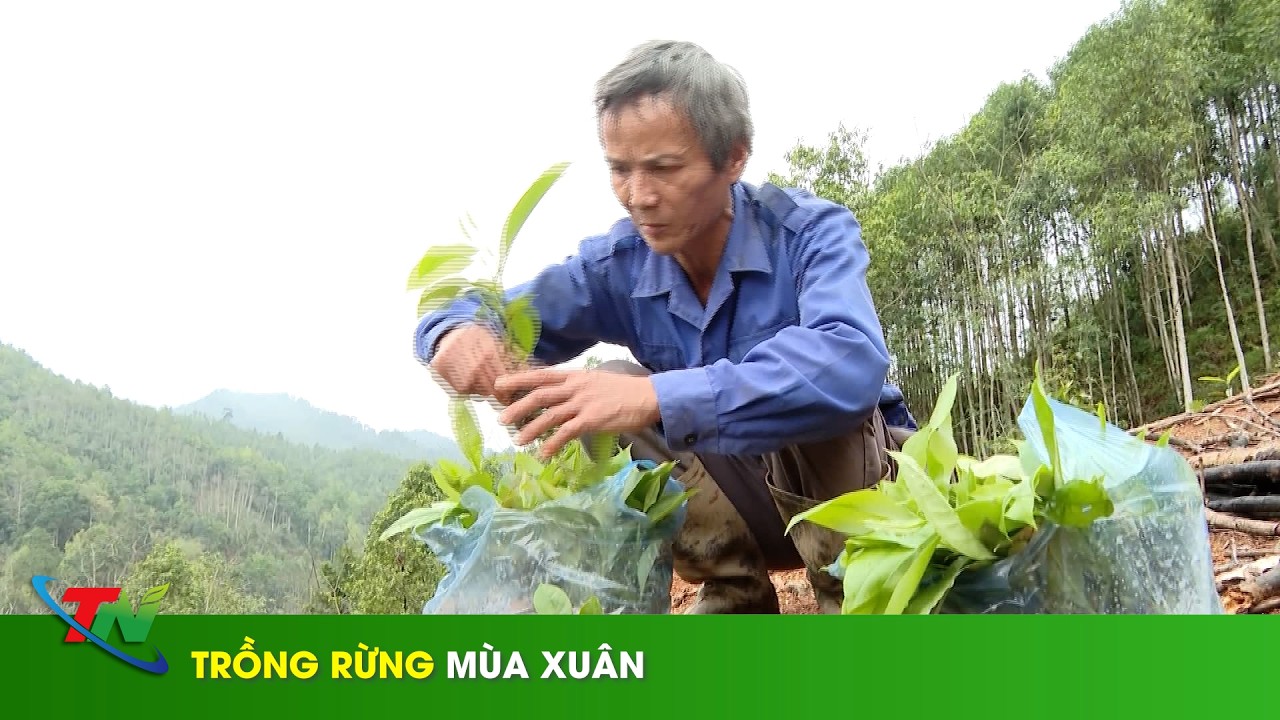 Trồng rừng mùa xuân