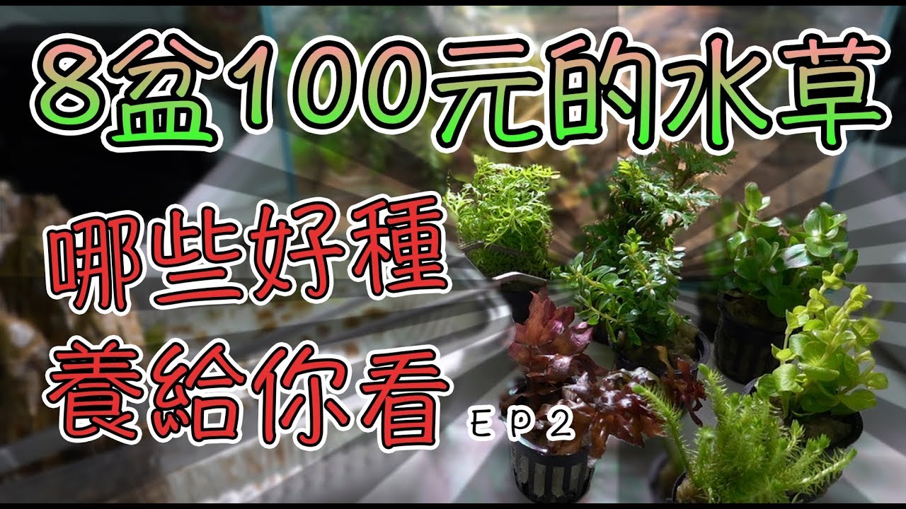 市面上便宜的水草 沒有CO2能種殖哪些｜實測２個月的水草缸EP2
