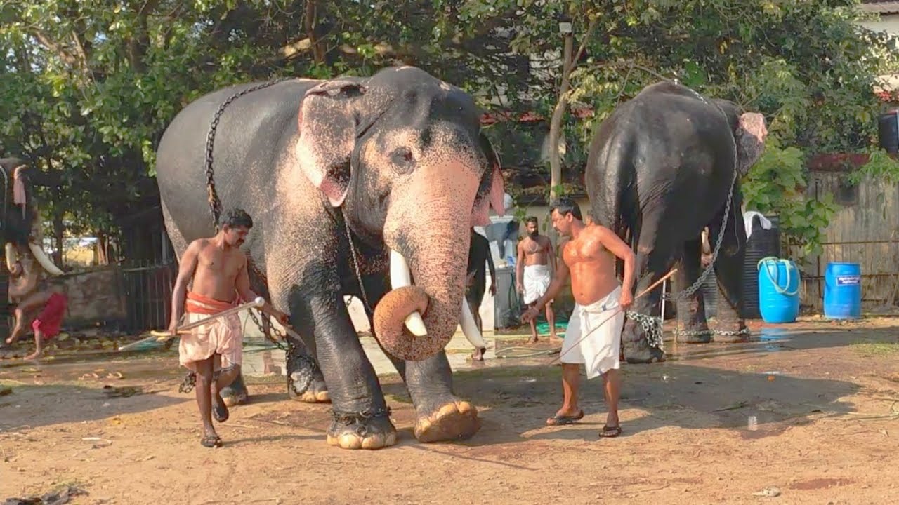 പാപ്പാൻ ഇങ്ങനെ പറയുമെന്ന് പ്രതീക്ഷിച്ചില്ല | Pazhayannur Sreeraman Kerala Elephant