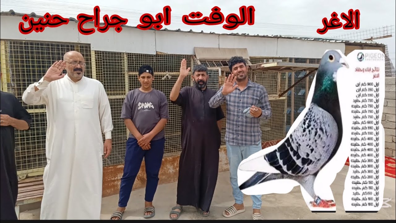 حمام زاجل من انوع حمام الوفت الأغر حد ابطال العراق