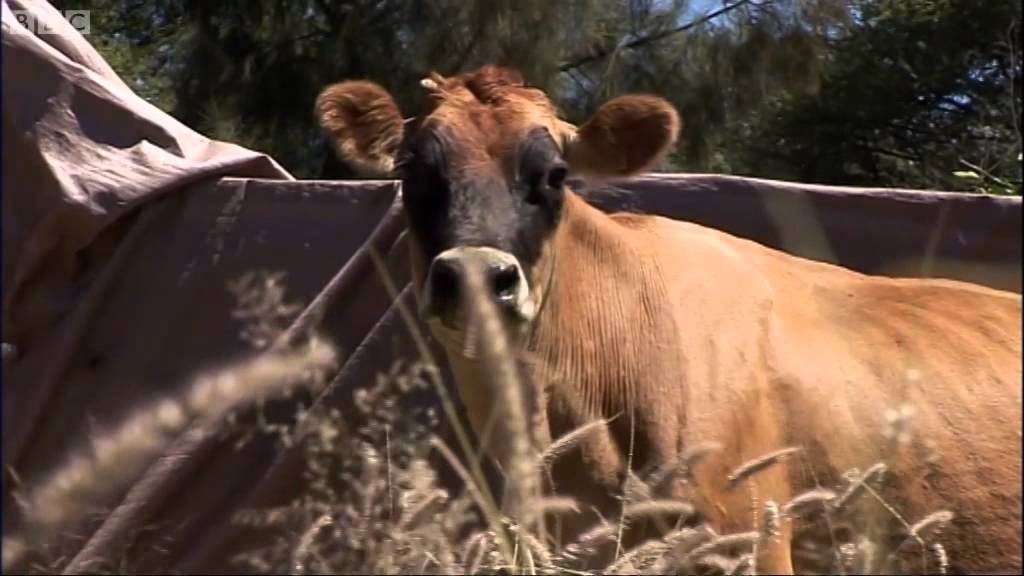 Cow Nurtures Three Buffalo Calves | Vet Safari | BBC Earth