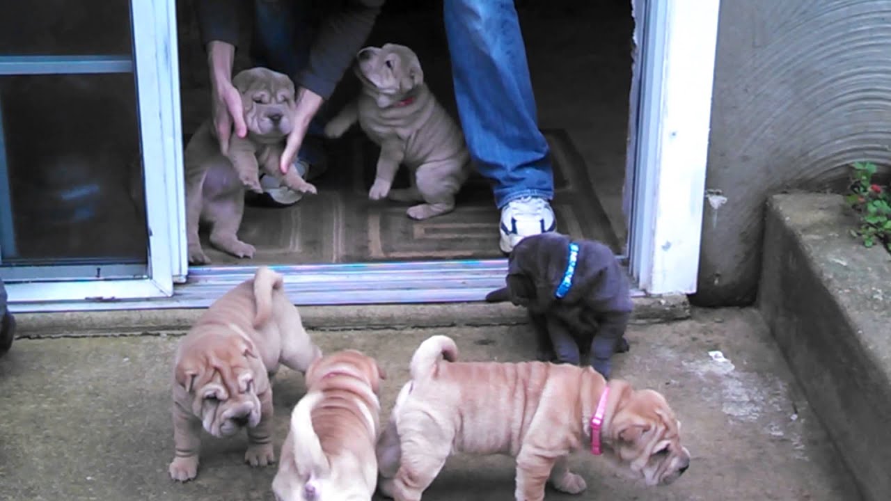 Shar Pei puppies first venture outside