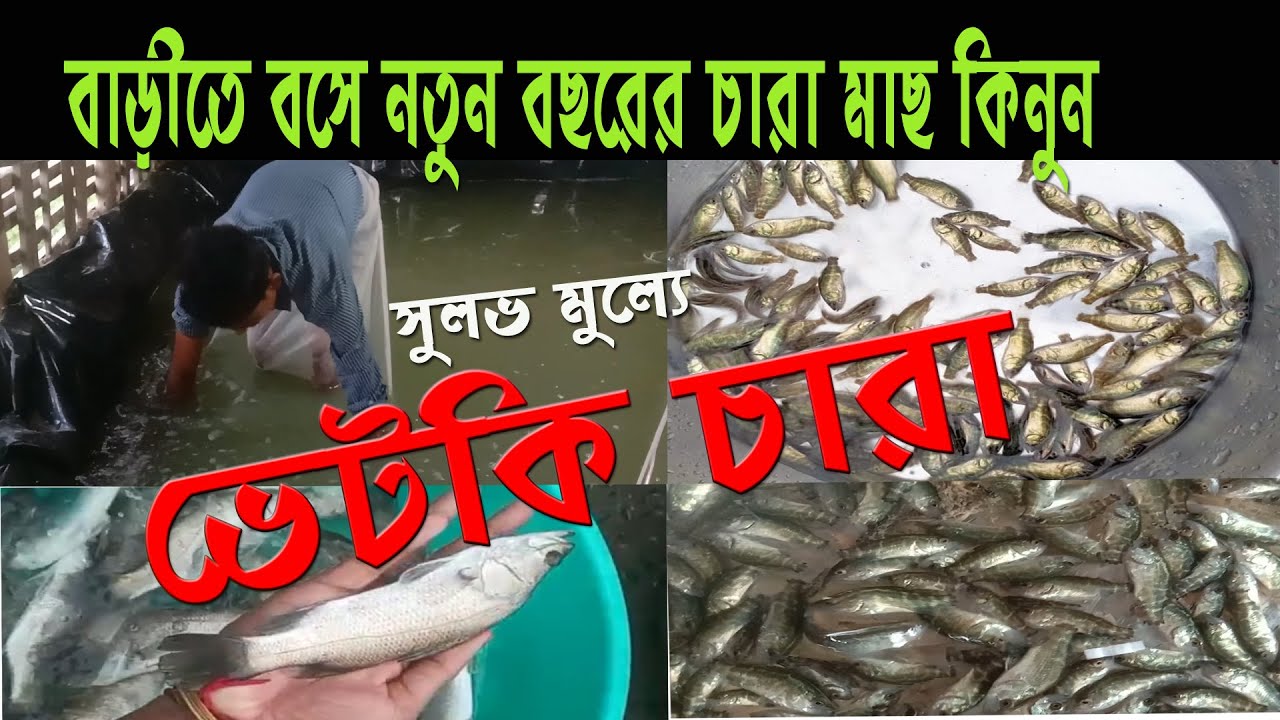 BREEDING | নতুন ভেটকি মাছের চারা | SEA BASS | CORAL FISH SEEDS 2023