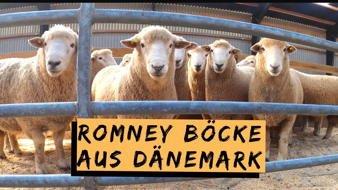 Neue Romney Zuchtböcke | Tagestour nach Dänemark
