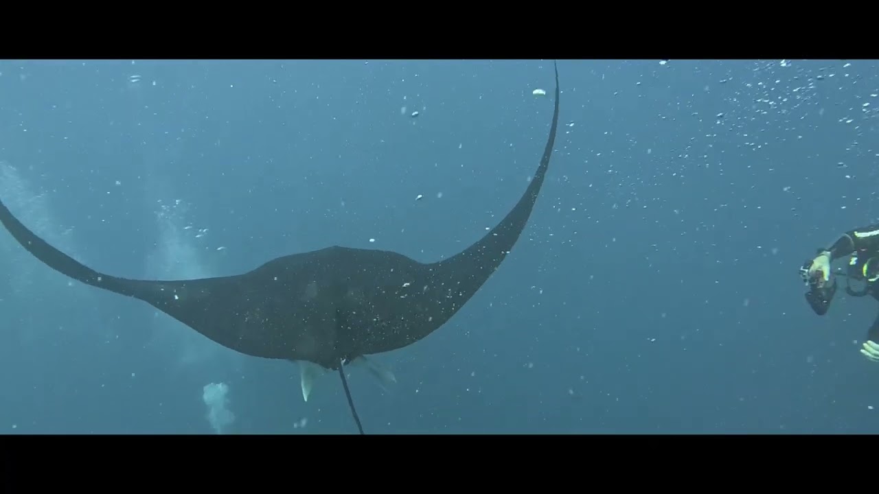 Mexico Nov25 📍Cabo Pearce - friendly mantas 