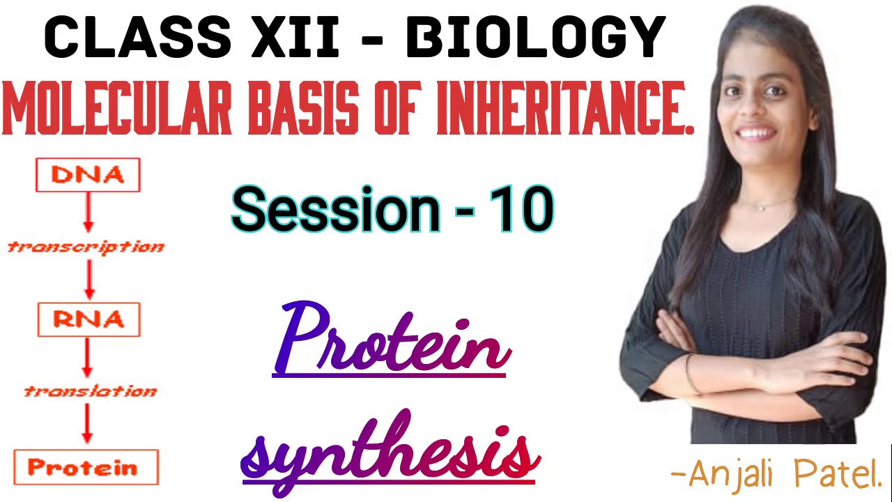 Class XII Biology - Molecular basis of inheritance - Protein Synthesis.