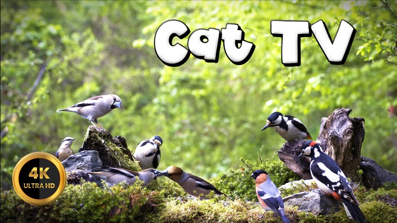 Cat TV for Cats to Watch 🐈 - BIRDIES KISSIES🐦‍⬛(4K)