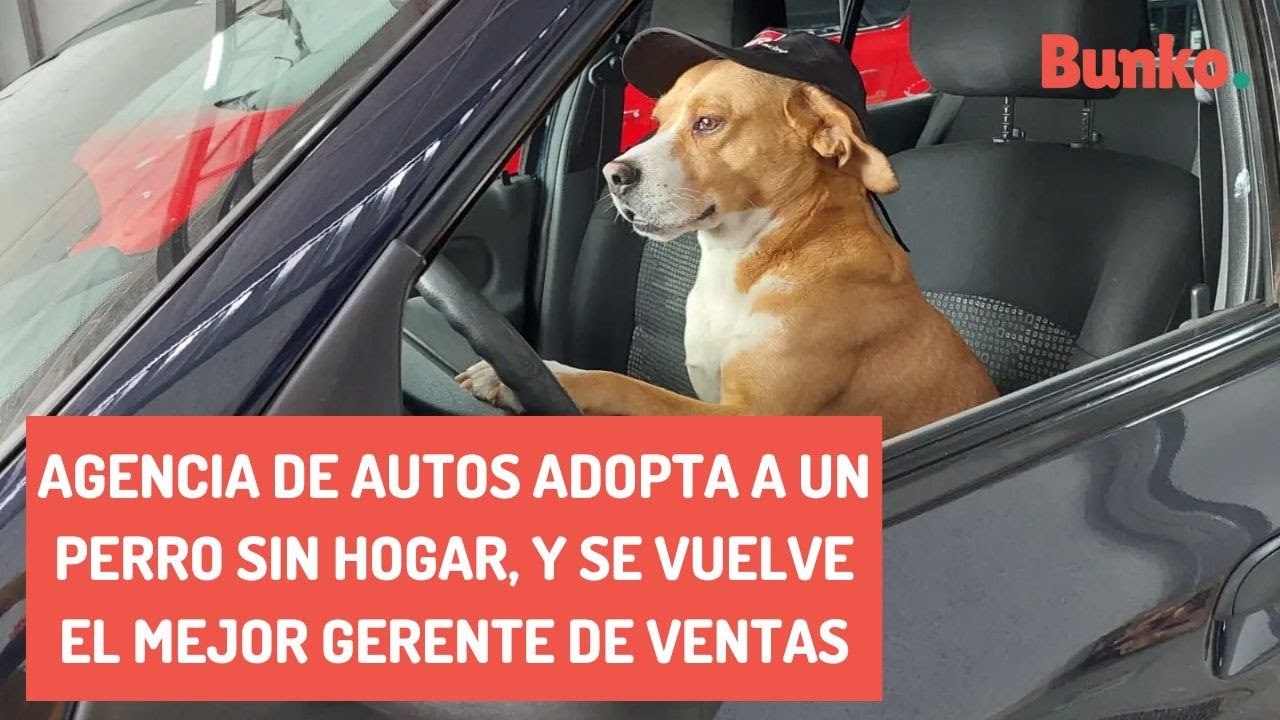 Agencia de autos adopta a un perro sin hogar, y se vuelve el mejor gerente de ventas