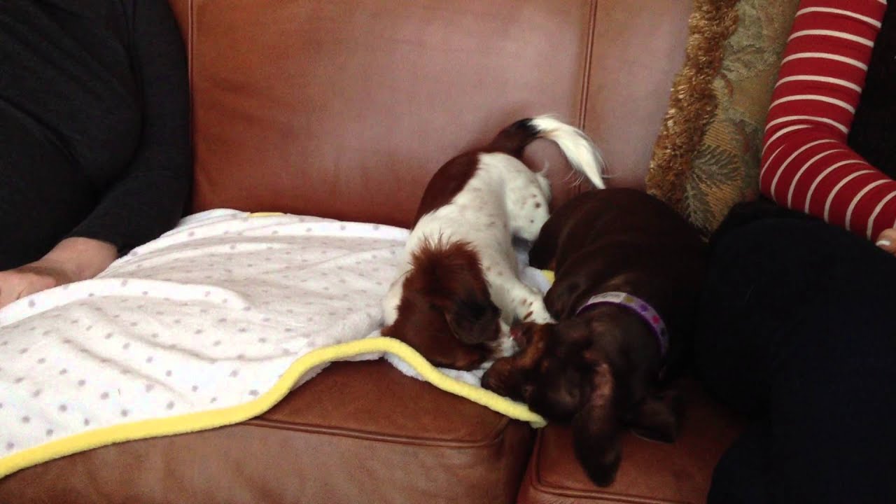Two weiner dogs kissing each other