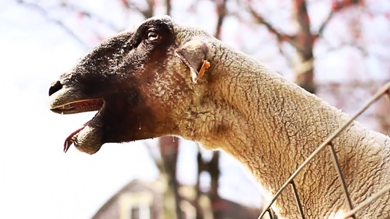 10 hours Of The Screaming Sheep - Sheep Screaming 10 Hours Loop