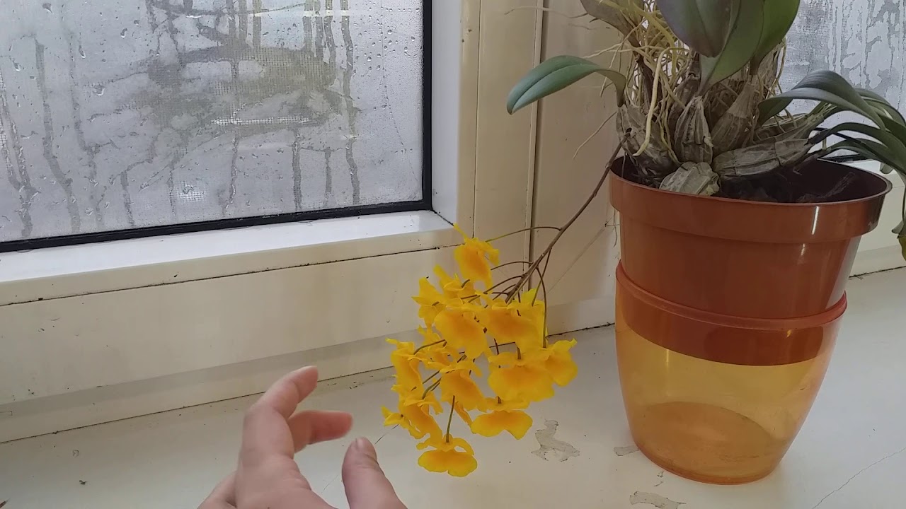 Dendrobium aggregatum