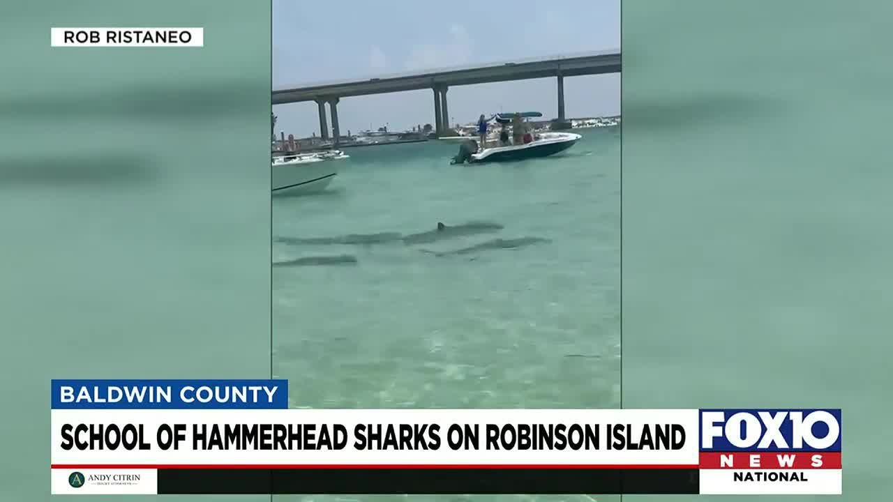 Sharks swarm Robinson Island