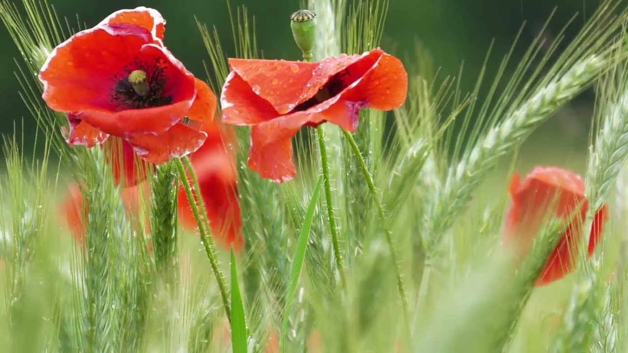 Beautiful Nature With Deep Sleep 🌿 Calm & Nature Sound for Stress Release  Relaxin Music #21