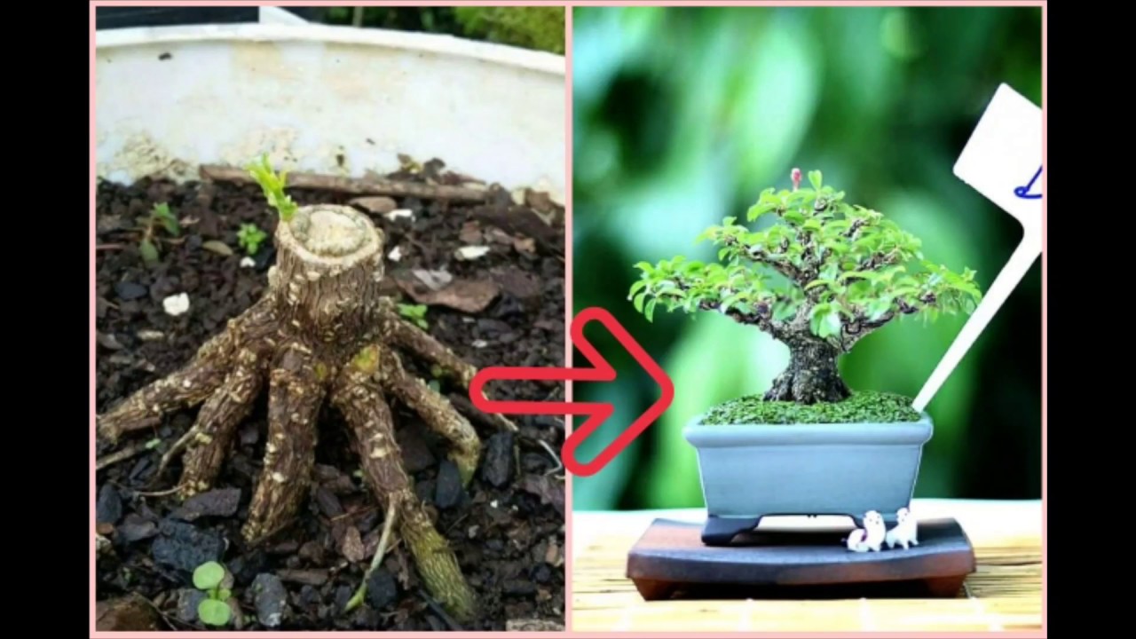 small bonsai time lapse progress | bonsai sakura | before and after