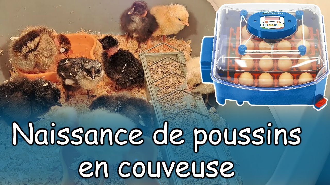 D&eacute;couverte de la couveuse Lumia 16 Incubation des &oelig;ufs de poules 🐣 Naissance de poussins en direct