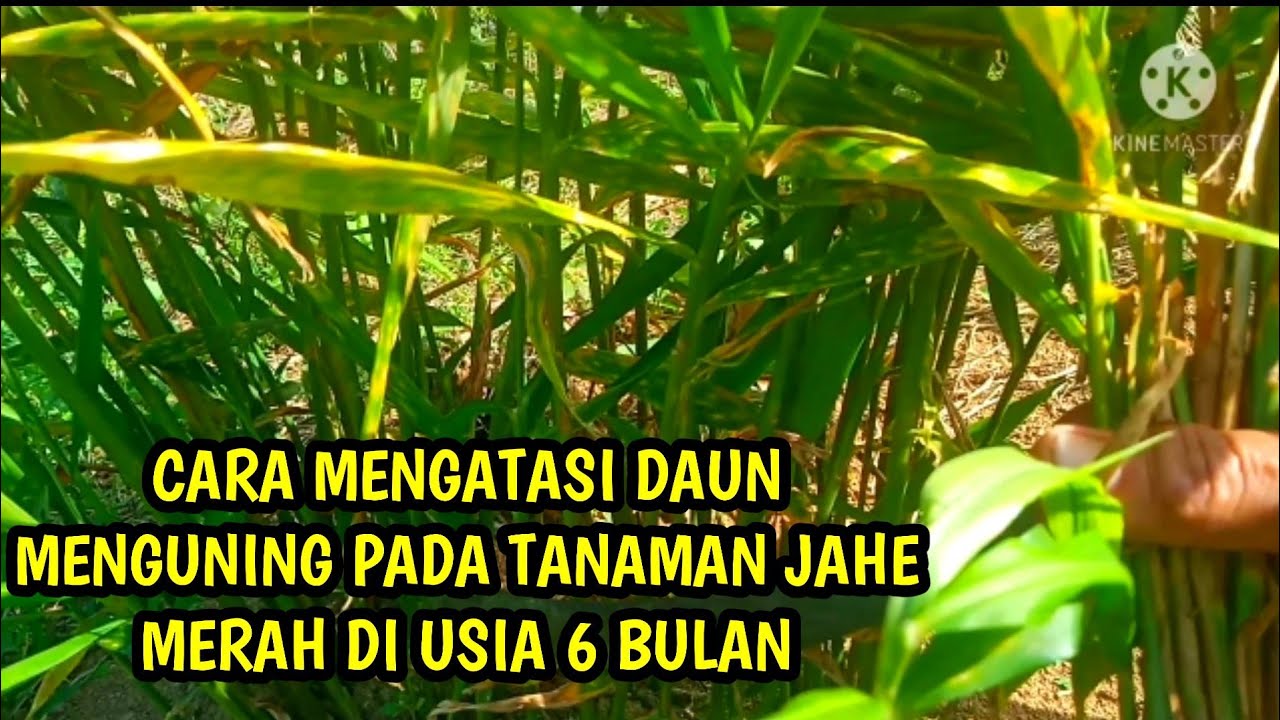 Cara Mengatasi Tanaman Jahe Merah Daun Menguning