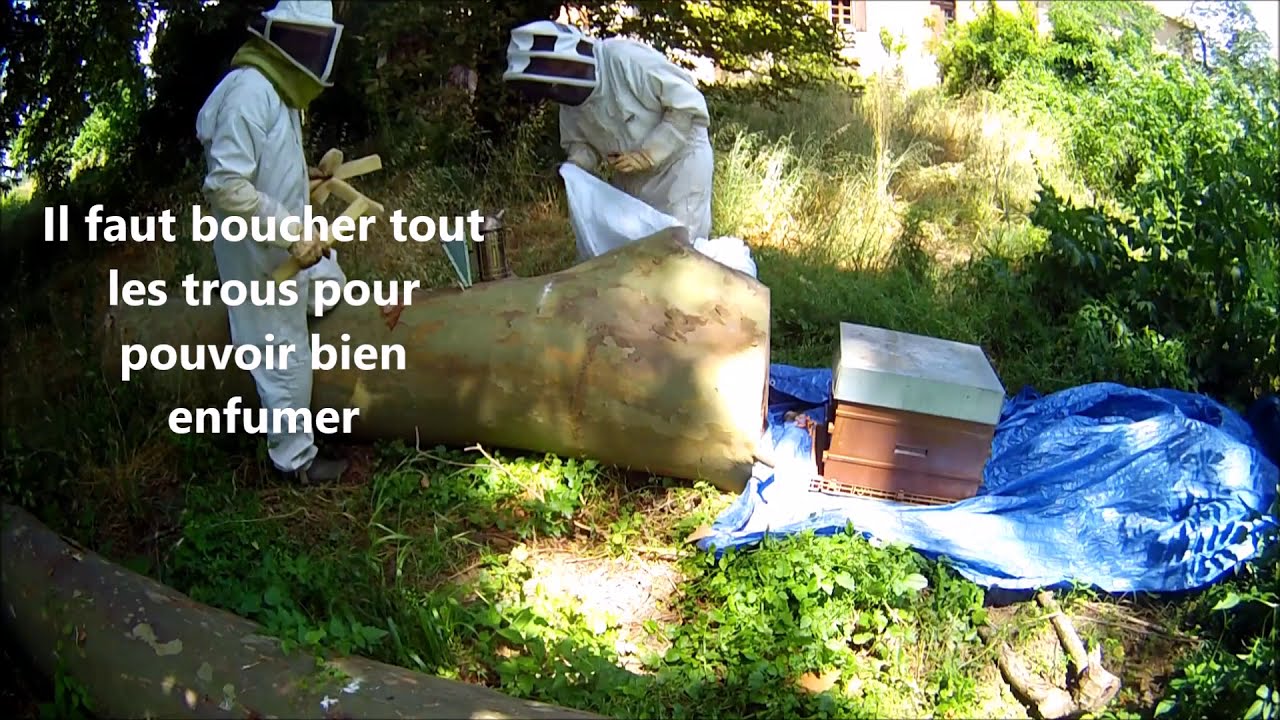 Tuto apicole: R&eacute;cup&eacute;rer une colonie dans un tronc d'arbre