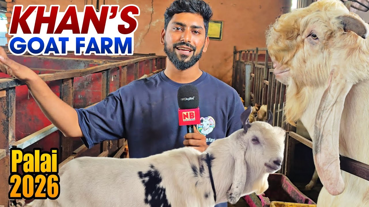 Khan's Goat Farm ka Palai Set-Up 🐐 Mumbra