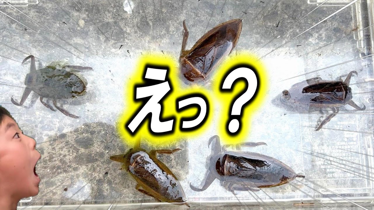 【昆虫採集】タガメが!!!ヤバすぎる