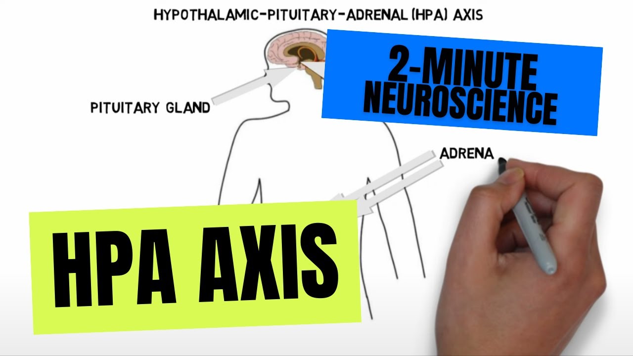 2-minutowa neurobiologia: oś HPA