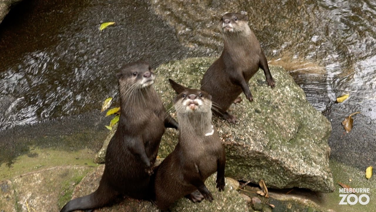What's been happening at Melbourne Zoo while closed?