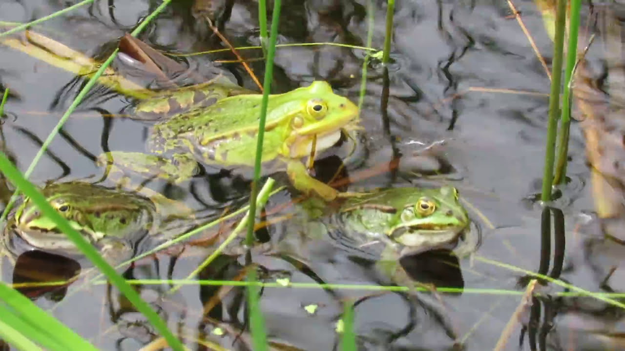 Annelies van Klinken - Poelkikker – Pelophylax lessonae